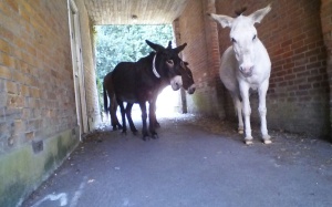 donkeys_at_Brockenhurst_New_Forest